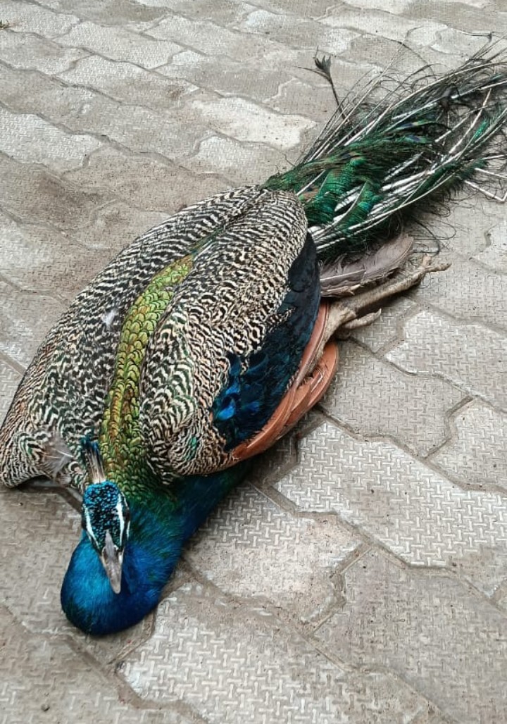 Screenshot_2025-06-18-13-31-42-66_7352322957d4404136654ef4adb64504 (1)